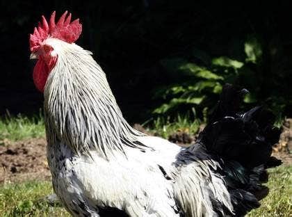 Varför gal tuppen hela tiden? - AllaFragor